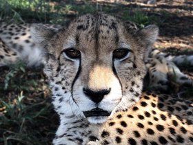 Cheetah (5).JPG